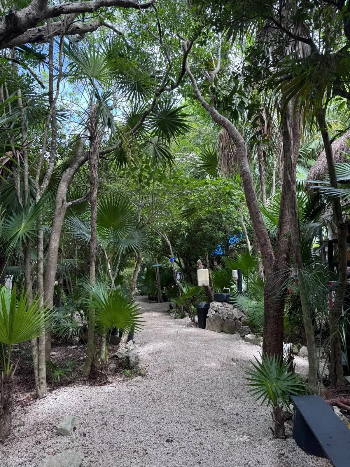 Selva
