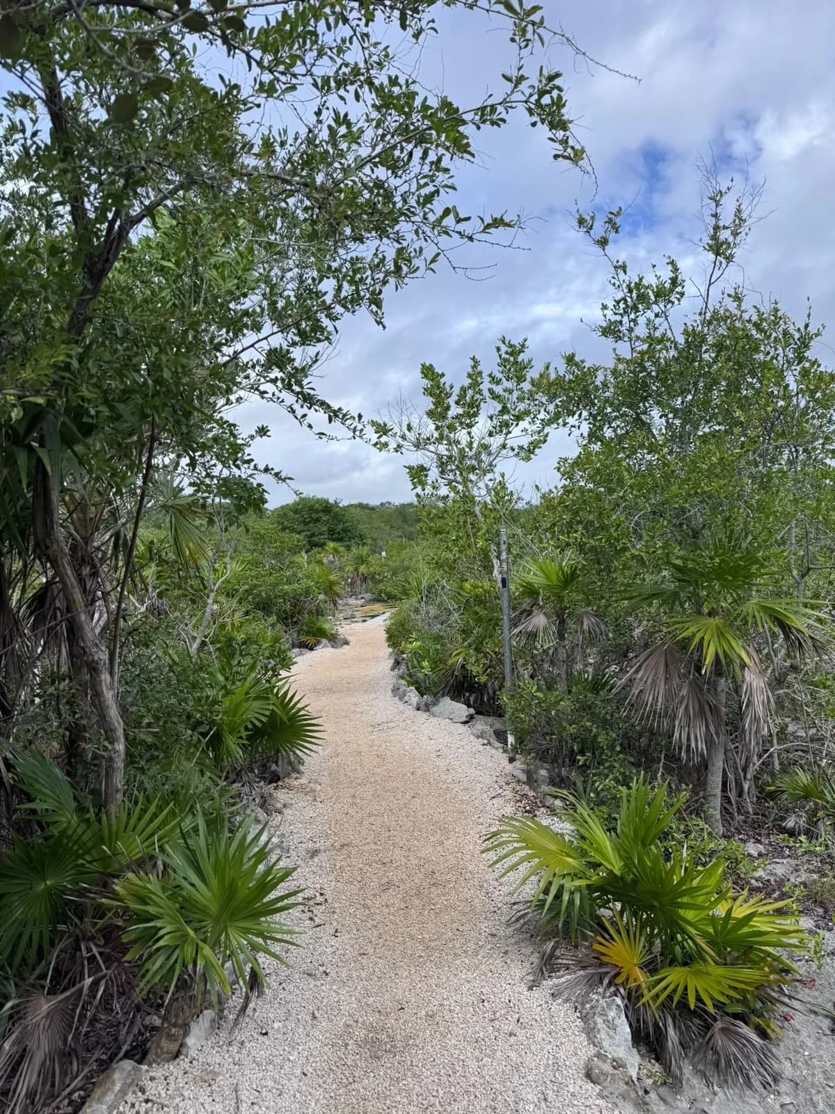 Senderos entre la selva
