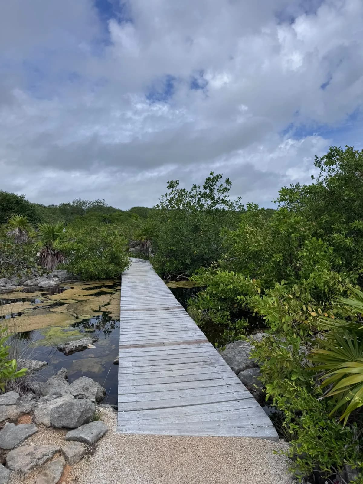 Pasarela sobre el manglar